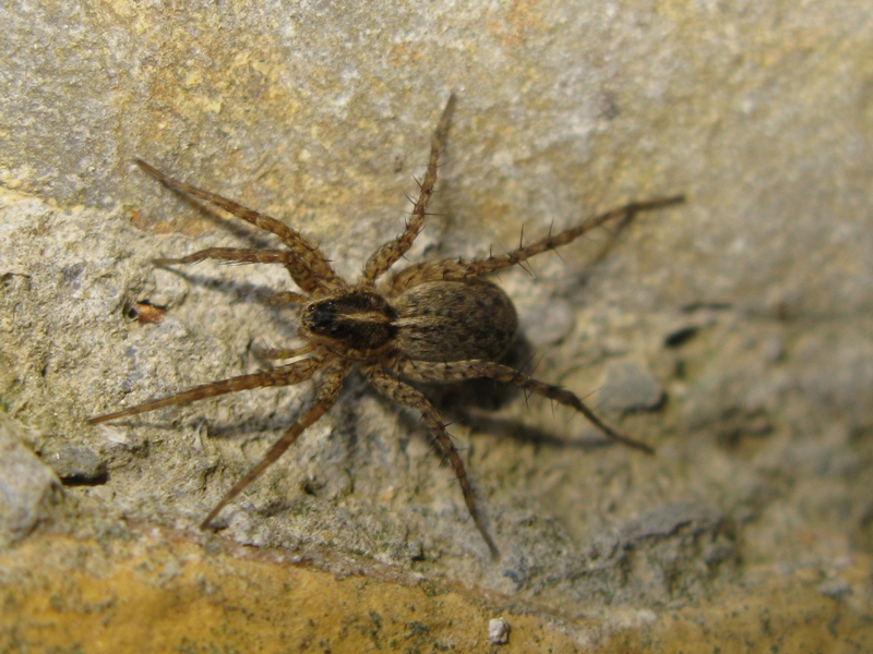 Pardosa sp.